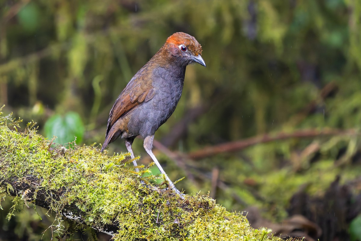 Chestnut-naped Antpitta - ML646165786