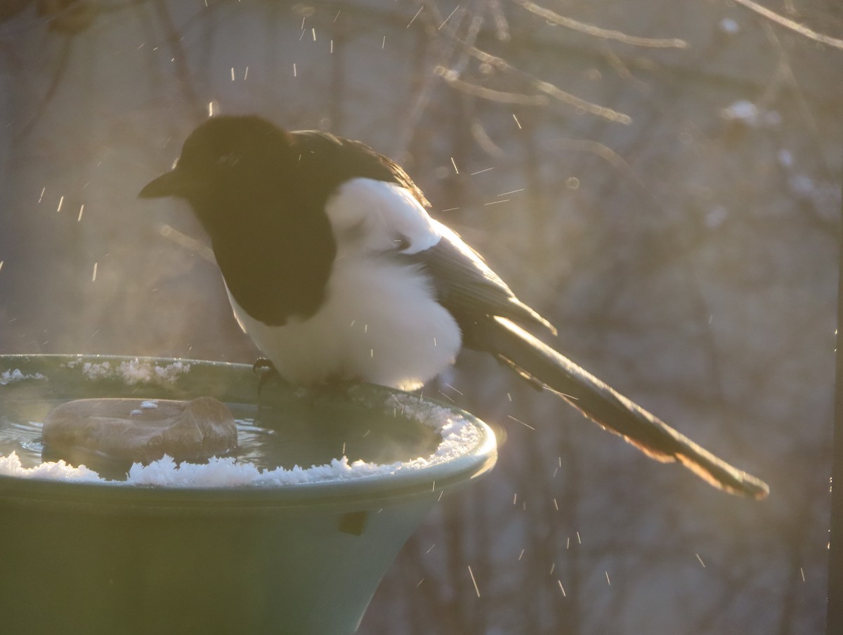 Сорока канадська - ML646165787