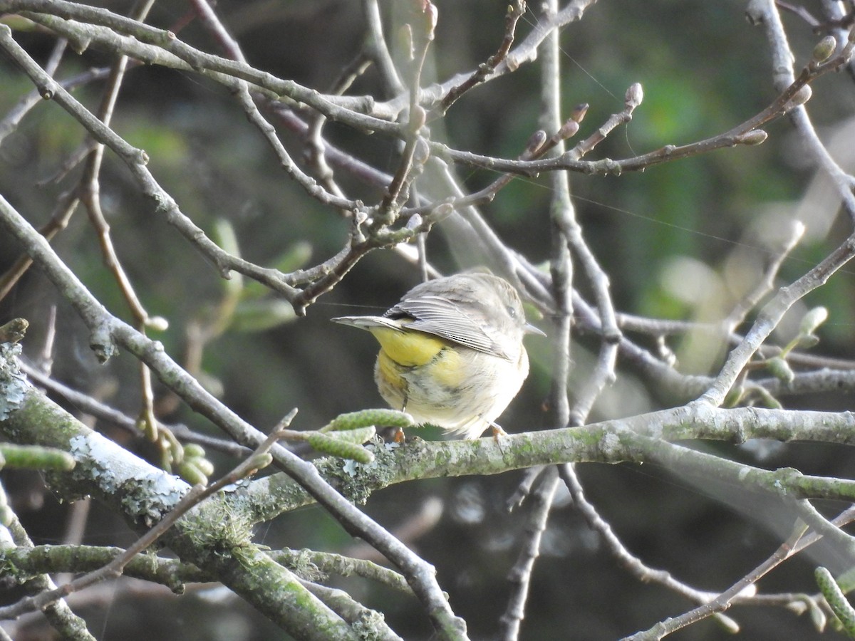 Palm Warbler - ML646165803
