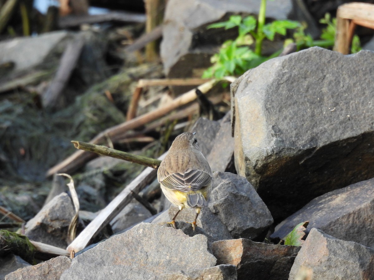 Palm Warbler - ML646165804