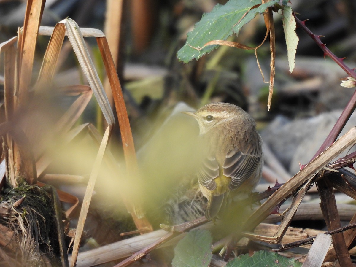 Palm Warbler - ML646165805