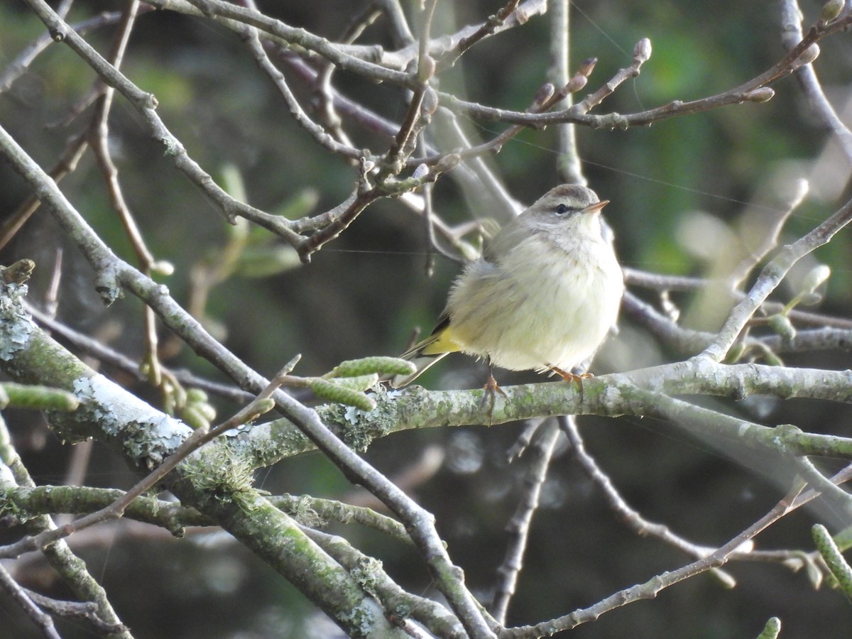 Palm Warbler - ML646165806