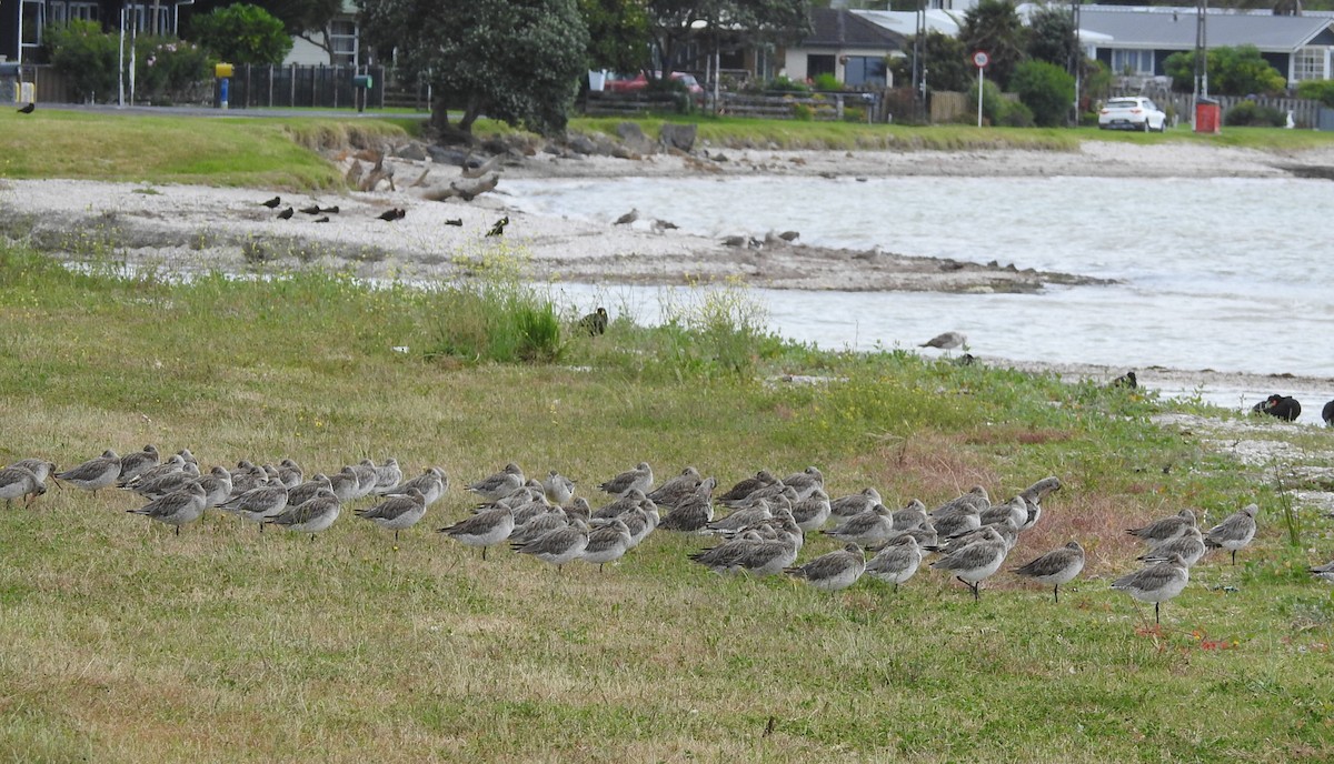 Bar-tailed Godwit - ML646165807