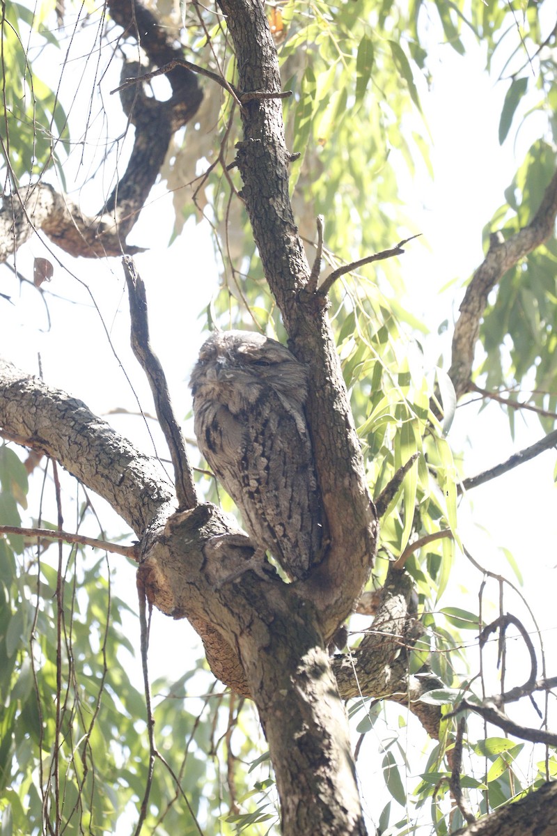 Tawny Frogmouth - ML646165815