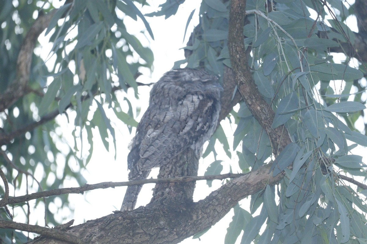 Tawny Frogmouth - ML646165816