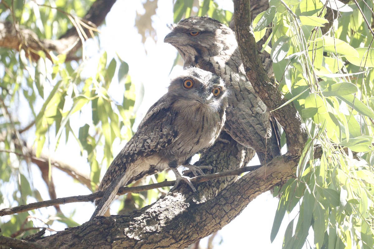 Tawny Frogmouth - ML646165817