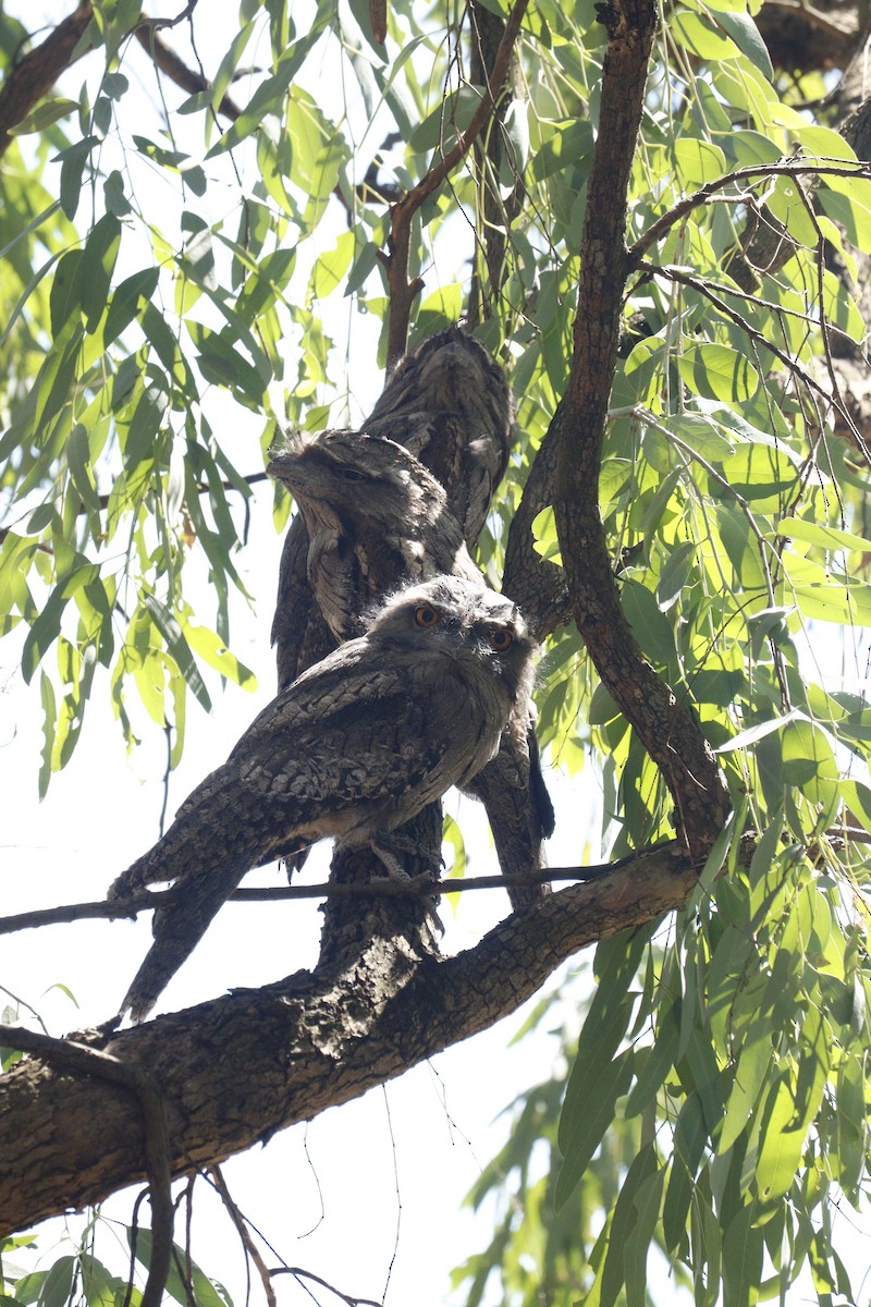 Tawny Frogmouth - ML646165818