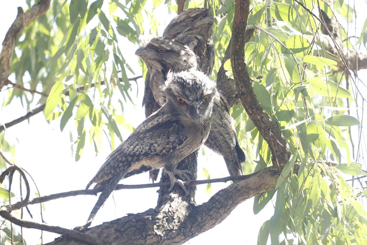 Tawny Frogmouth - ML646165819