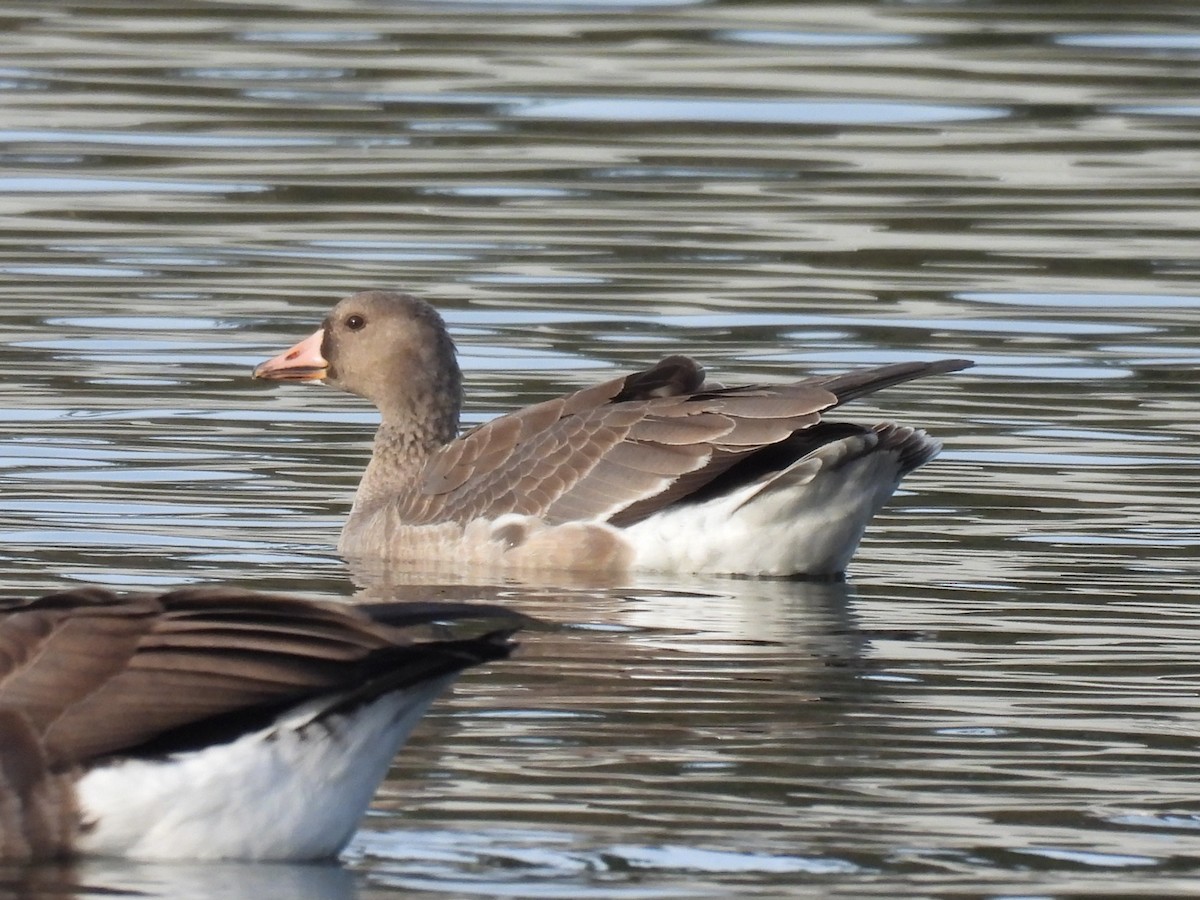 Greater White-fronted Goose - ML646165820