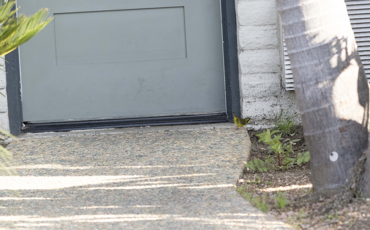 Kentucky Warbler - ML646165823