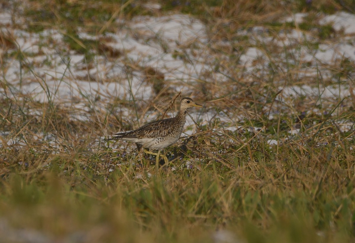 Upland Sandpiper - ML646165824