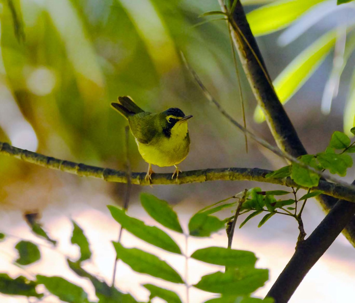 Kentucky Warbler - ML646165825