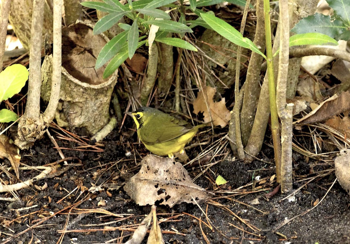 Kentucky Warbler - ML646165828