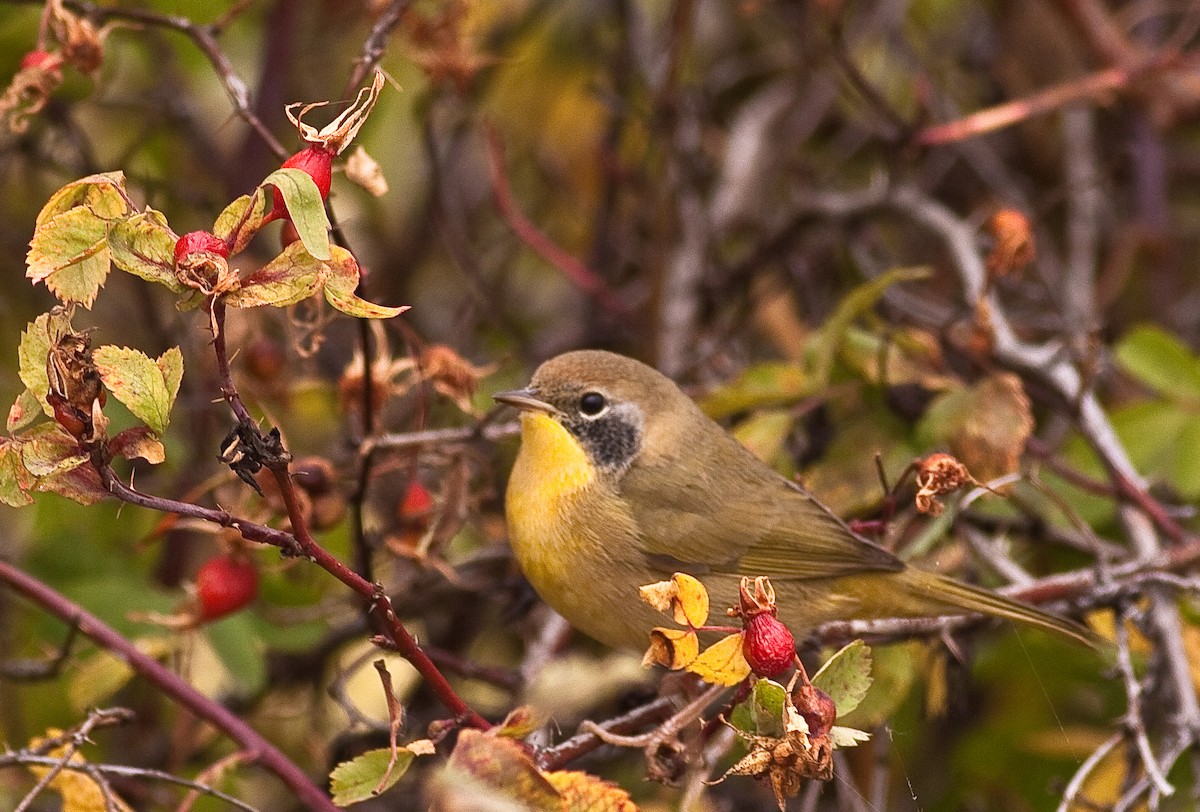 Common Yellowthroat - ML646165831