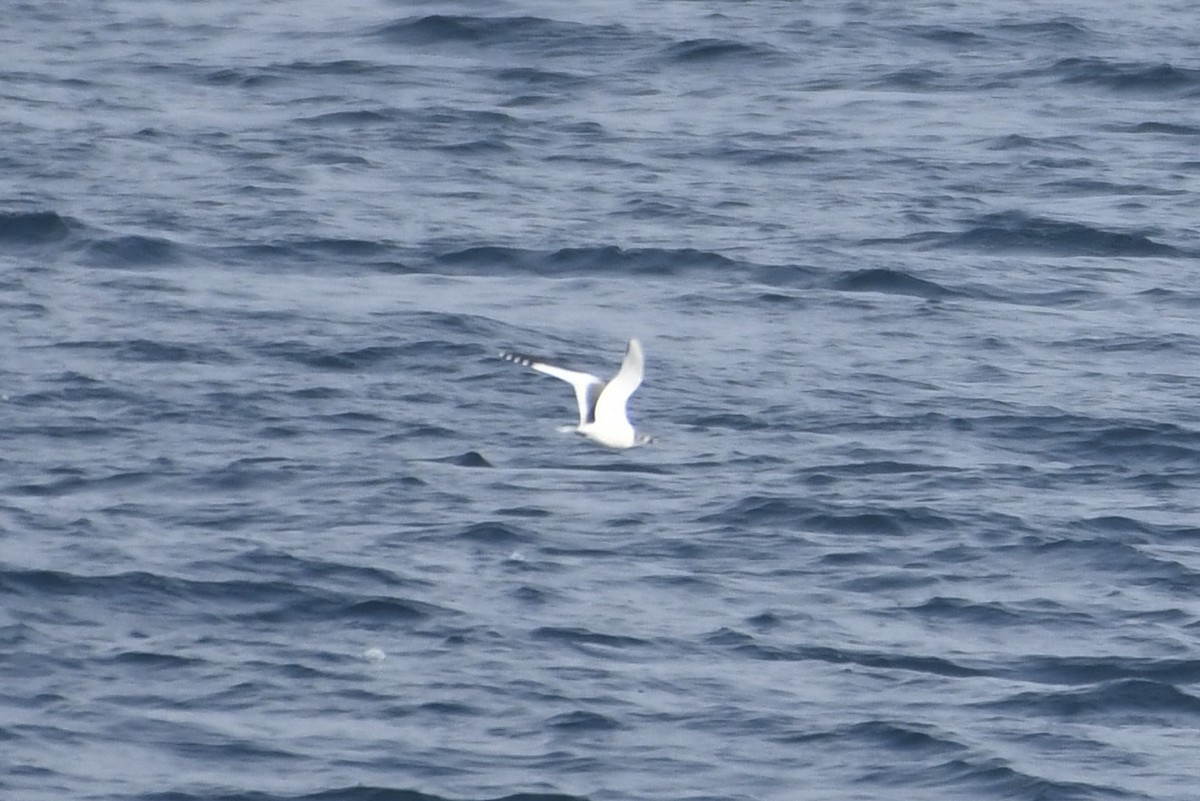 Sabine's Gull - ML646165832