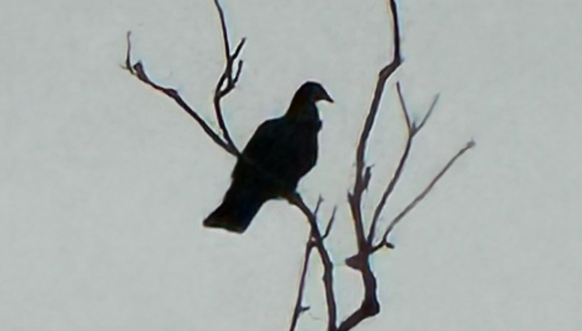 Scaly-naped Pigeon - ML646165834