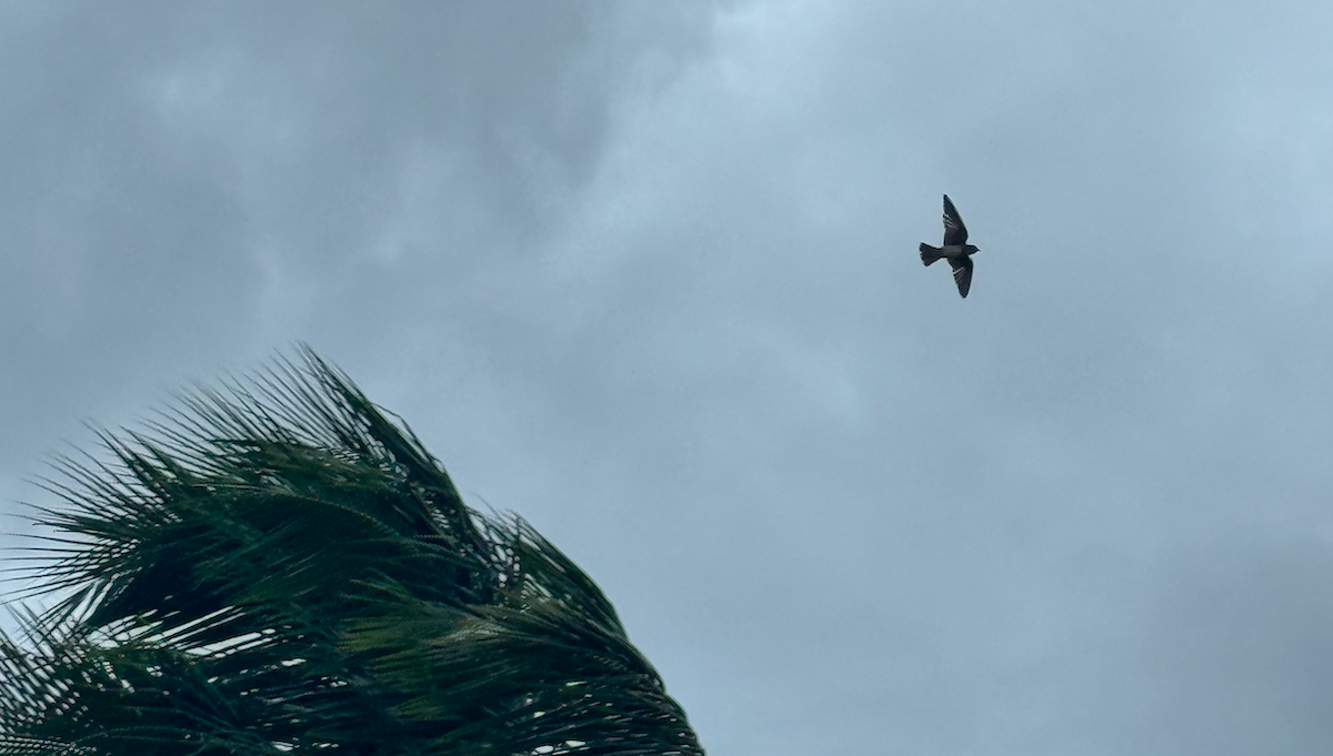 Caribbean Martin - ML646165835