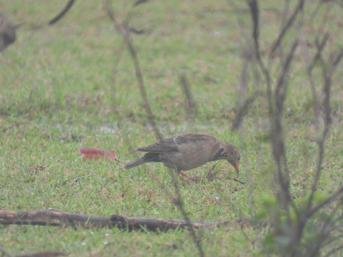 Rosy Starling - ML646165836