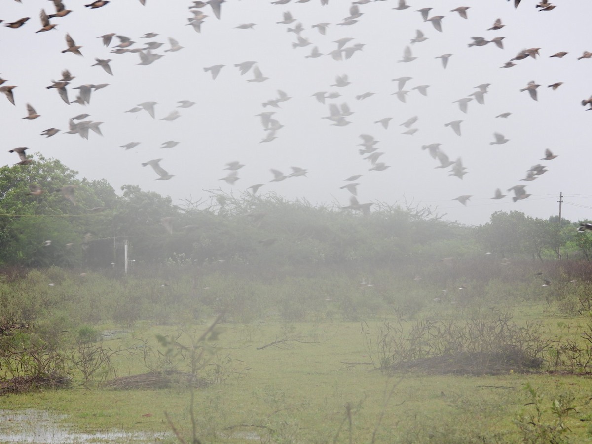 Rosy Starling - ML646165837