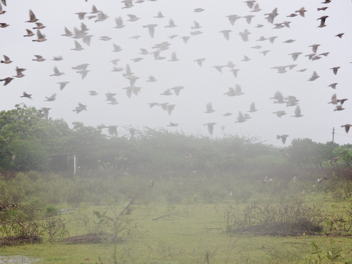 Rosy Starling - ML646165838