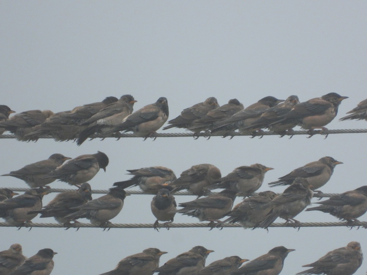 Rosy Starling - ML646165839