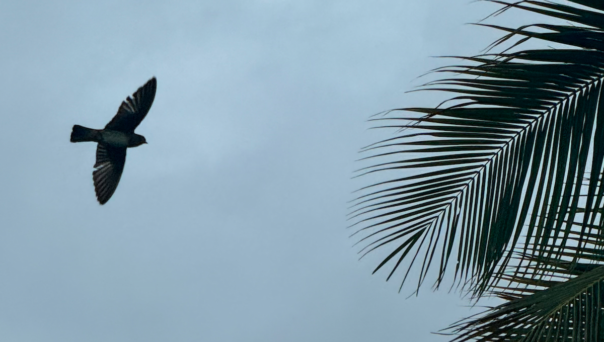 Caribbean Martin - ML646165842