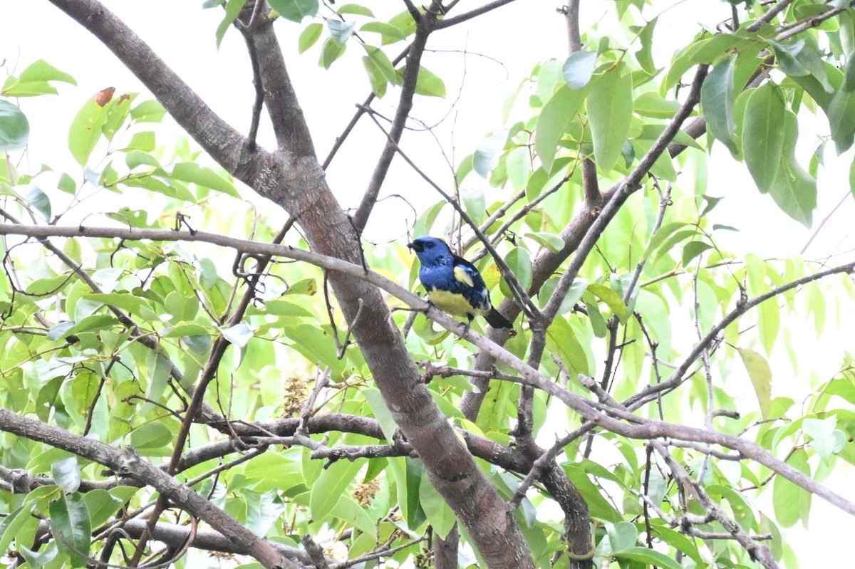 Turquoise Tanager - ML646165843