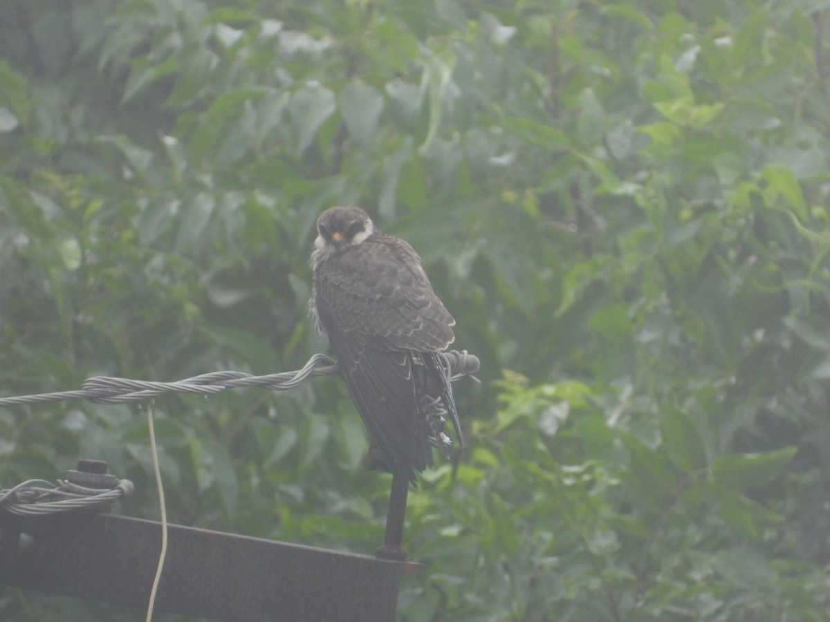 Amur Falcon - ML646165844