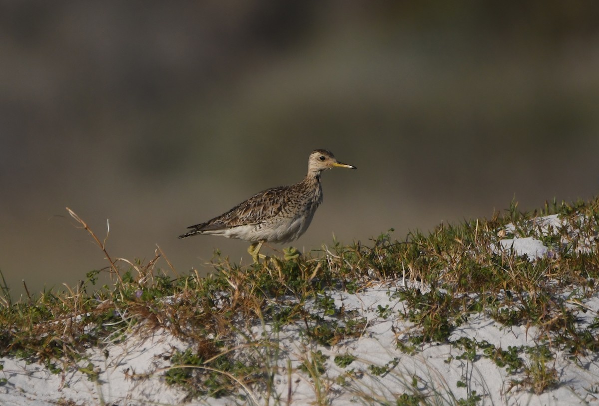 Upland Sandpiper - ML646165847