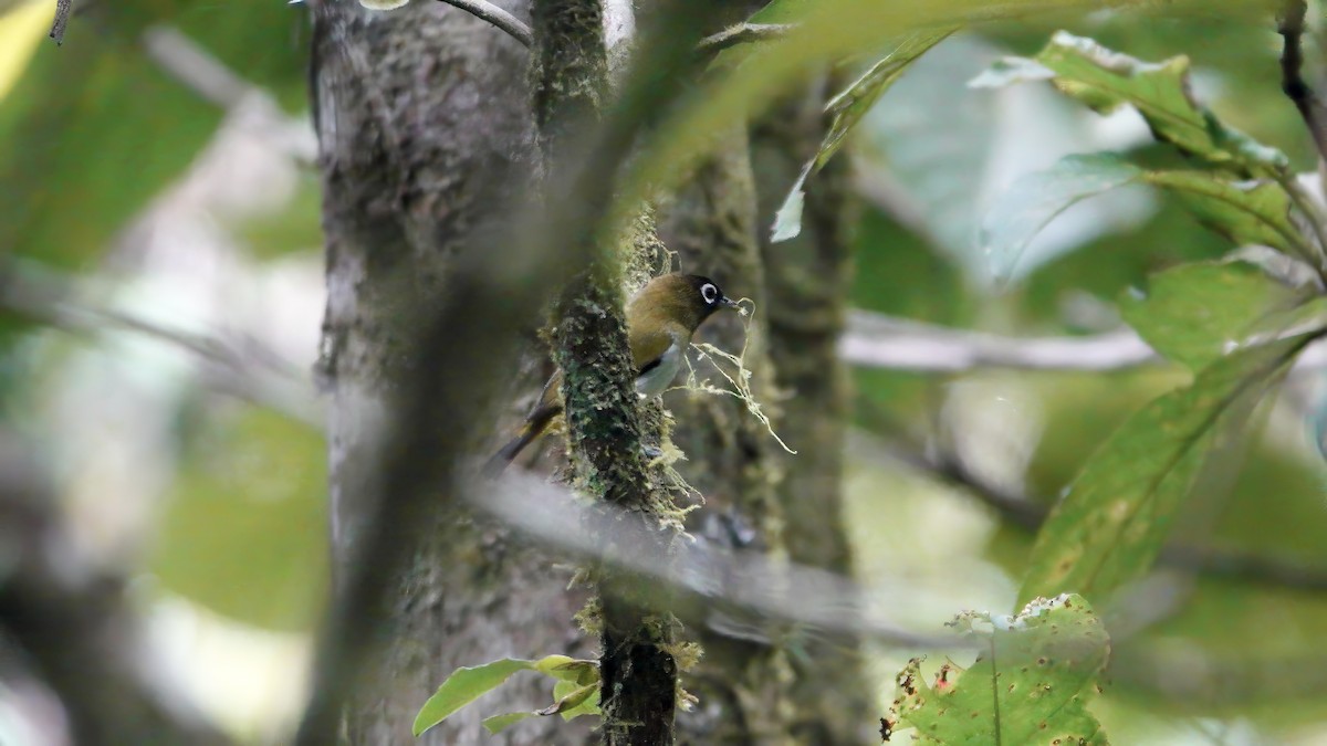 Seram White-eye - ML646165848