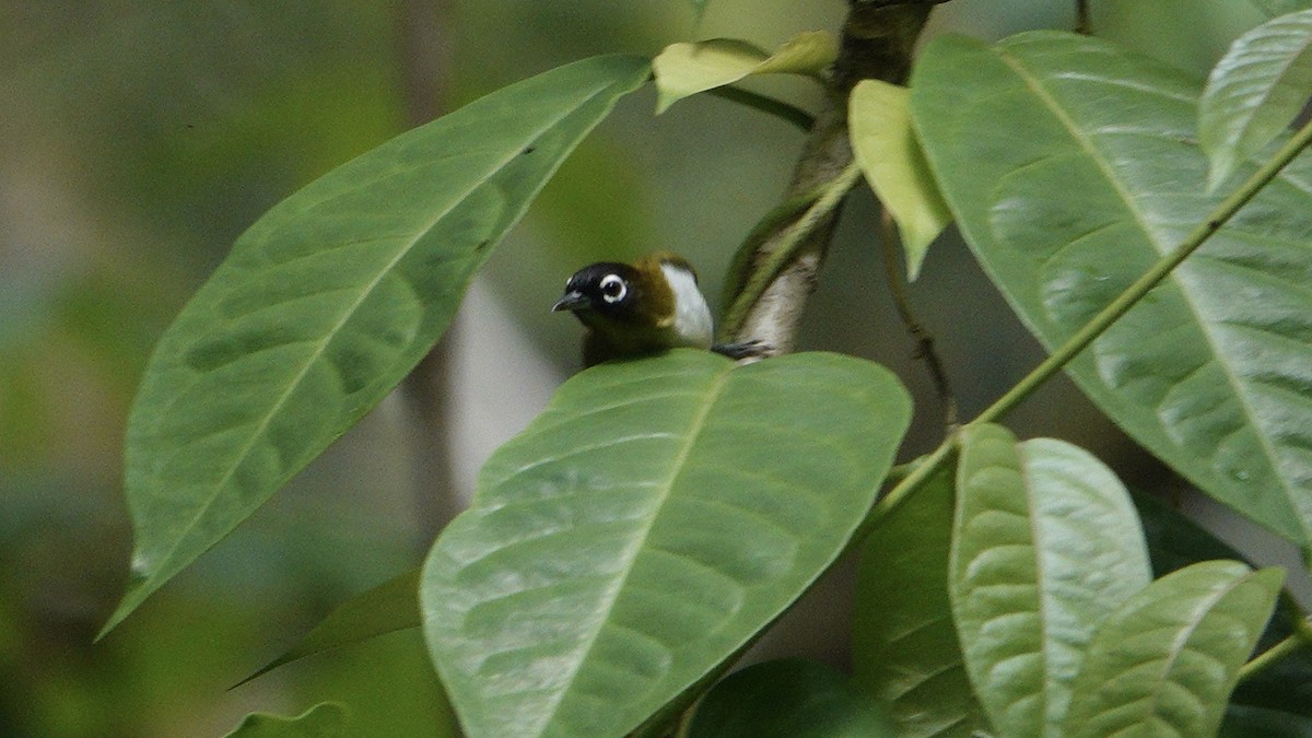 Seram White-eye - ML646165849