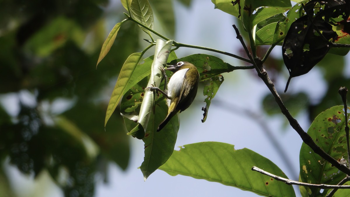 Seram White-eye - ML646165850