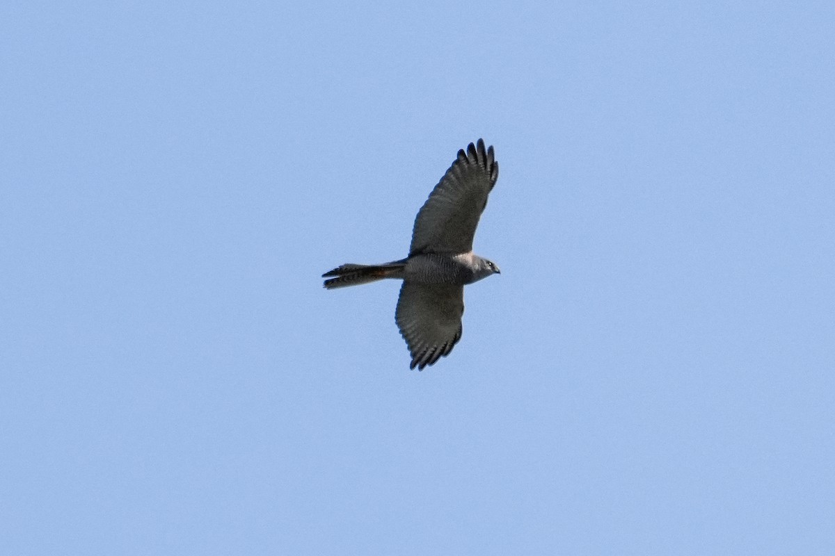Brown Goshawk - ML646165851