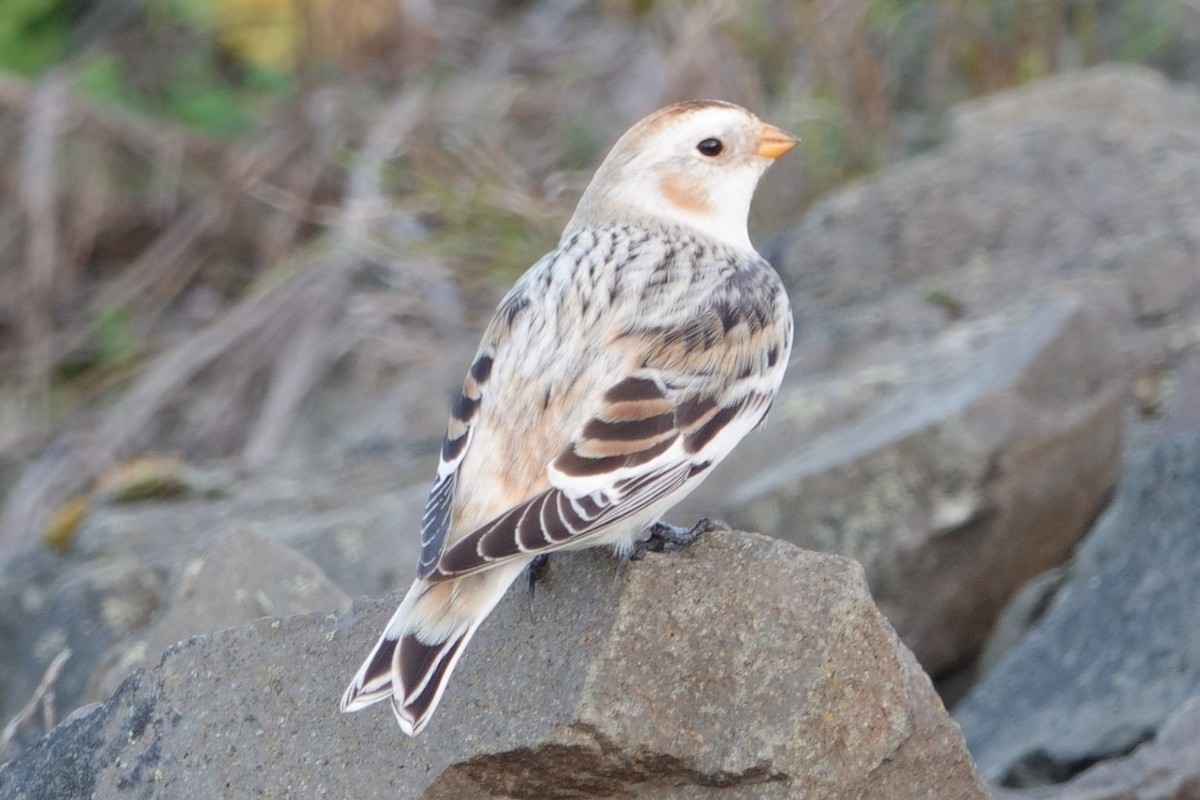 Snow Bunting - ML646165853