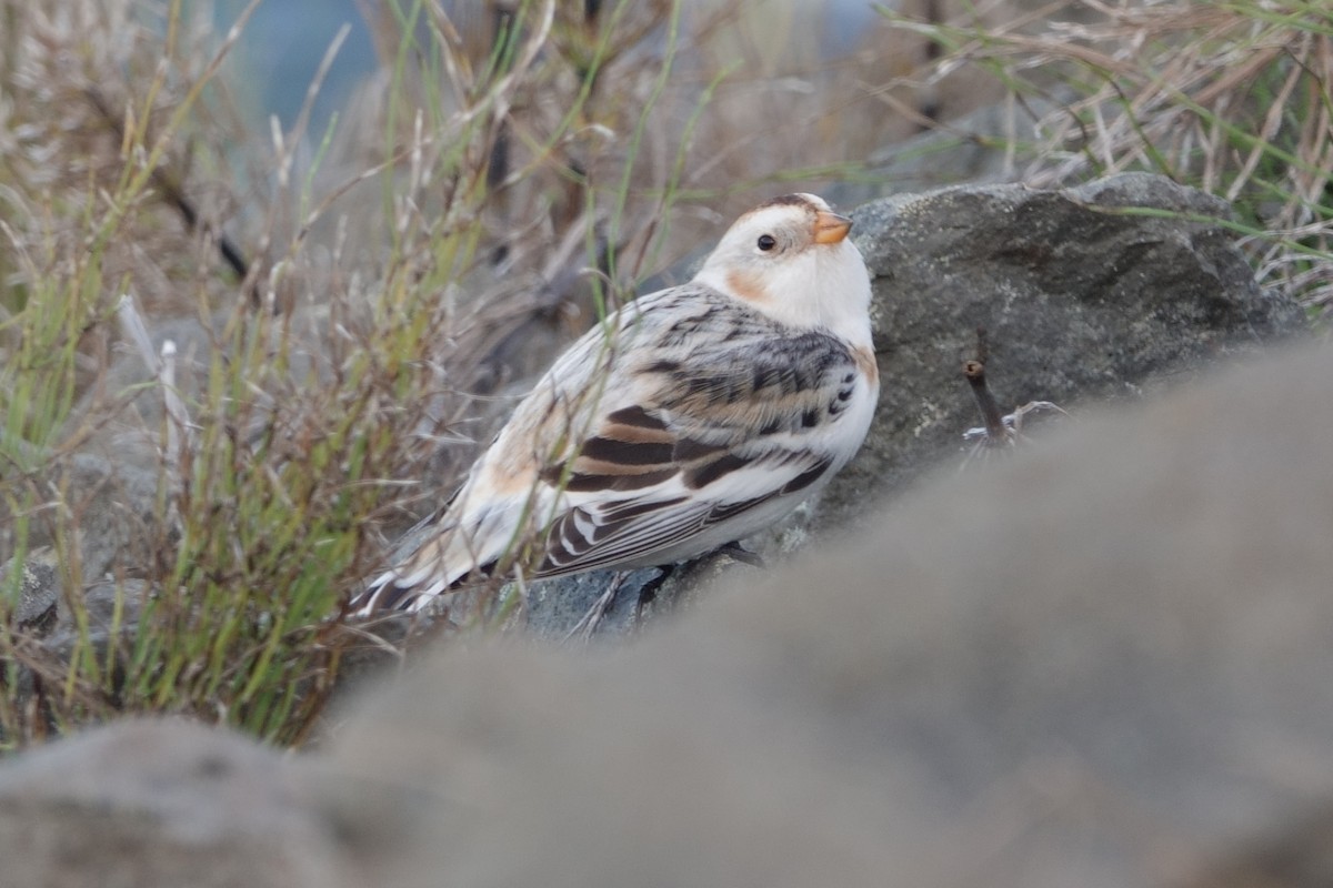 Snow Bunting - ML646165854