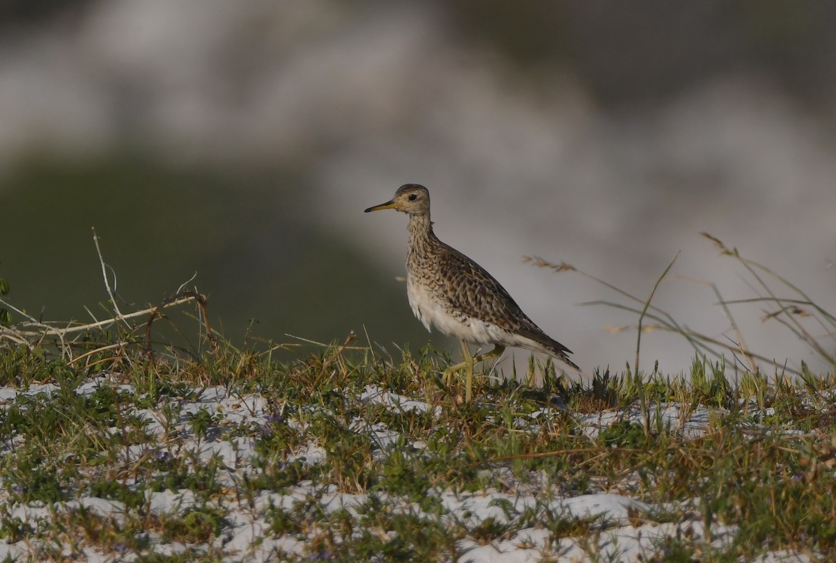 Upland Sandpiper - ML646165855