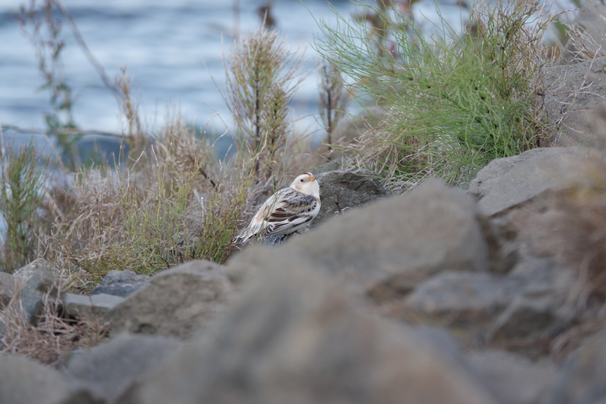 Snow Bunting - ML646165856