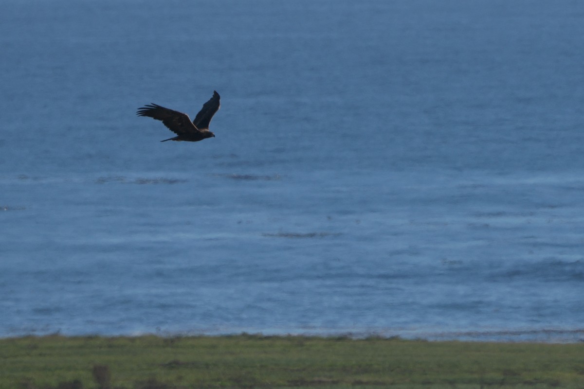 Golden Eagle - ML646165857