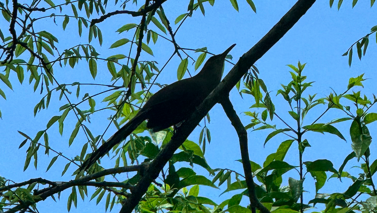 Puerto Rican Lizard-Cuckoo - ML646165858