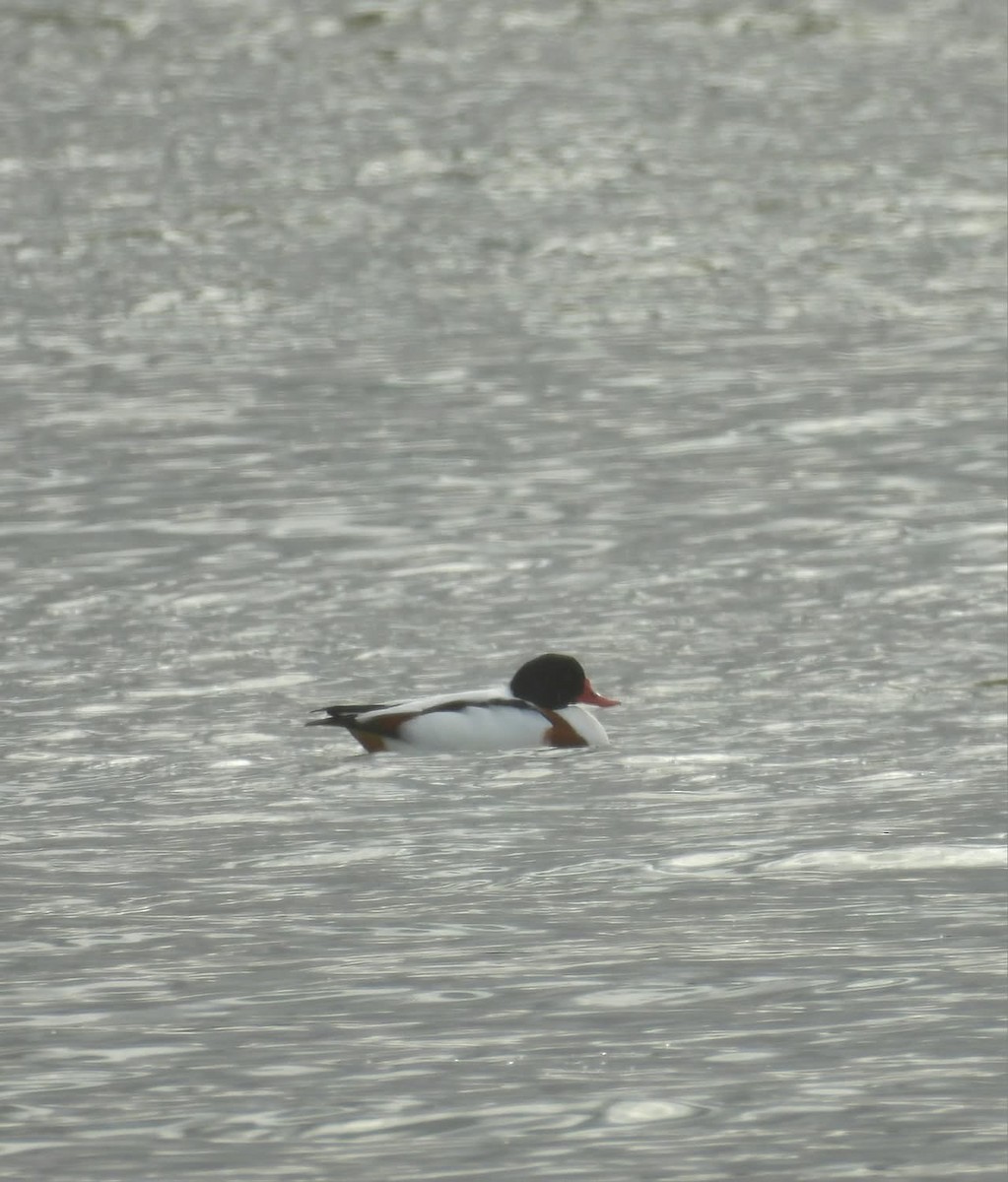 Common Shelduck - ML646165859
