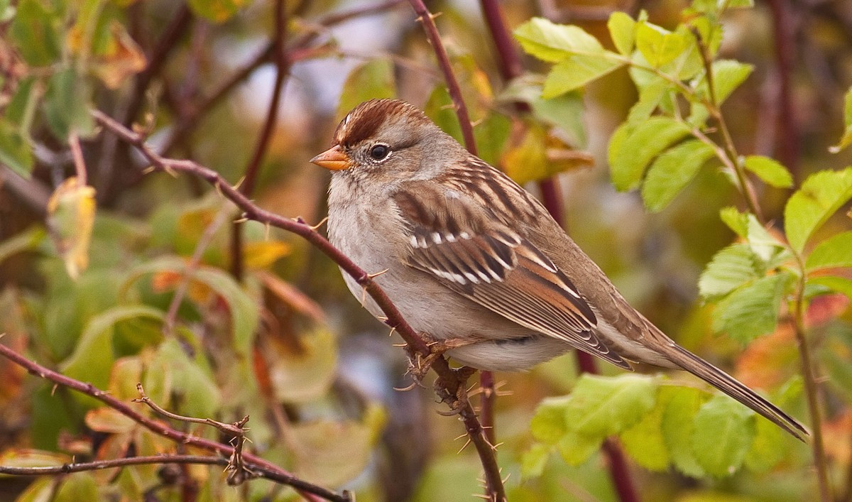 White-crowned Sparrow - ML646165860