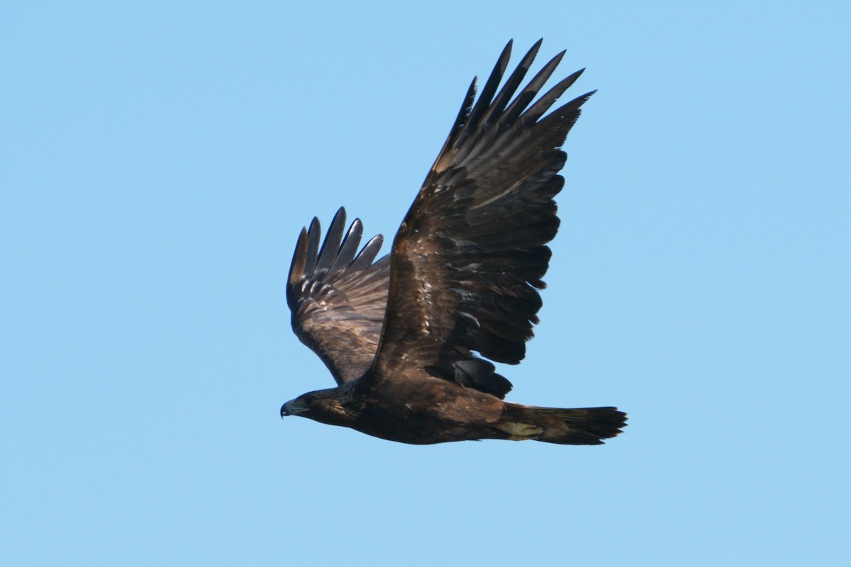 Golden Eagle - ML646165861