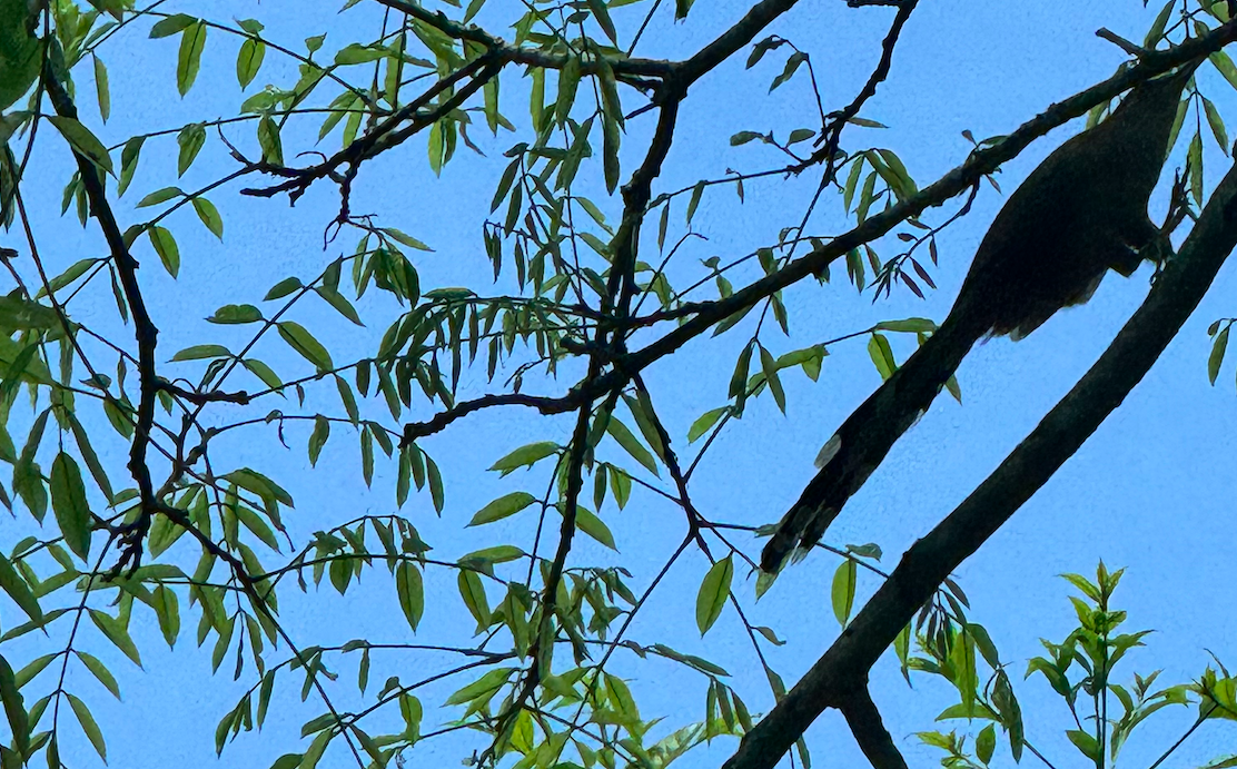 Puerto Rican Lizard-Cuckoo - ML646165862