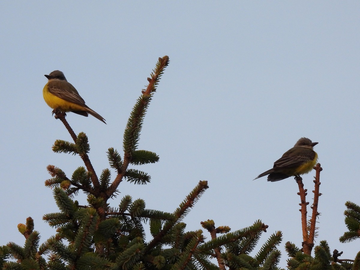 Tropical Kingbird - ML646165863