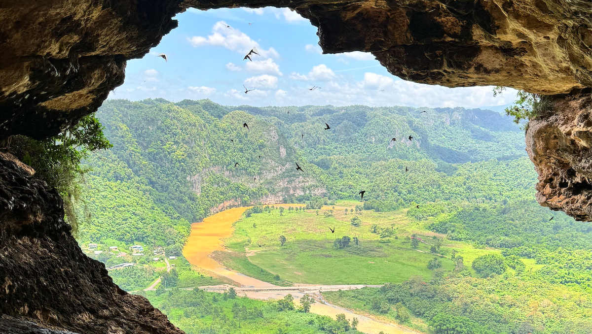 Cave Swallow - ML646165873