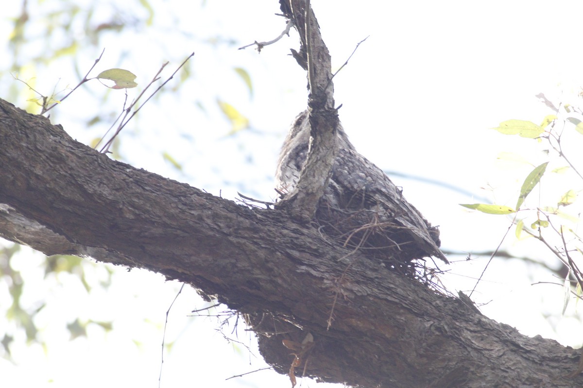 Tawny Frogmouth - ML646165877