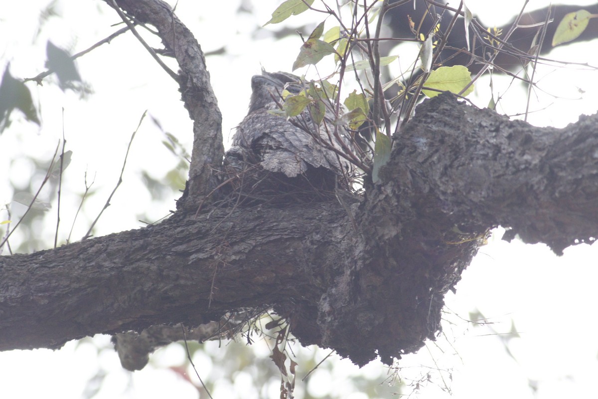 Tawny Frogmouth - ML646165878
