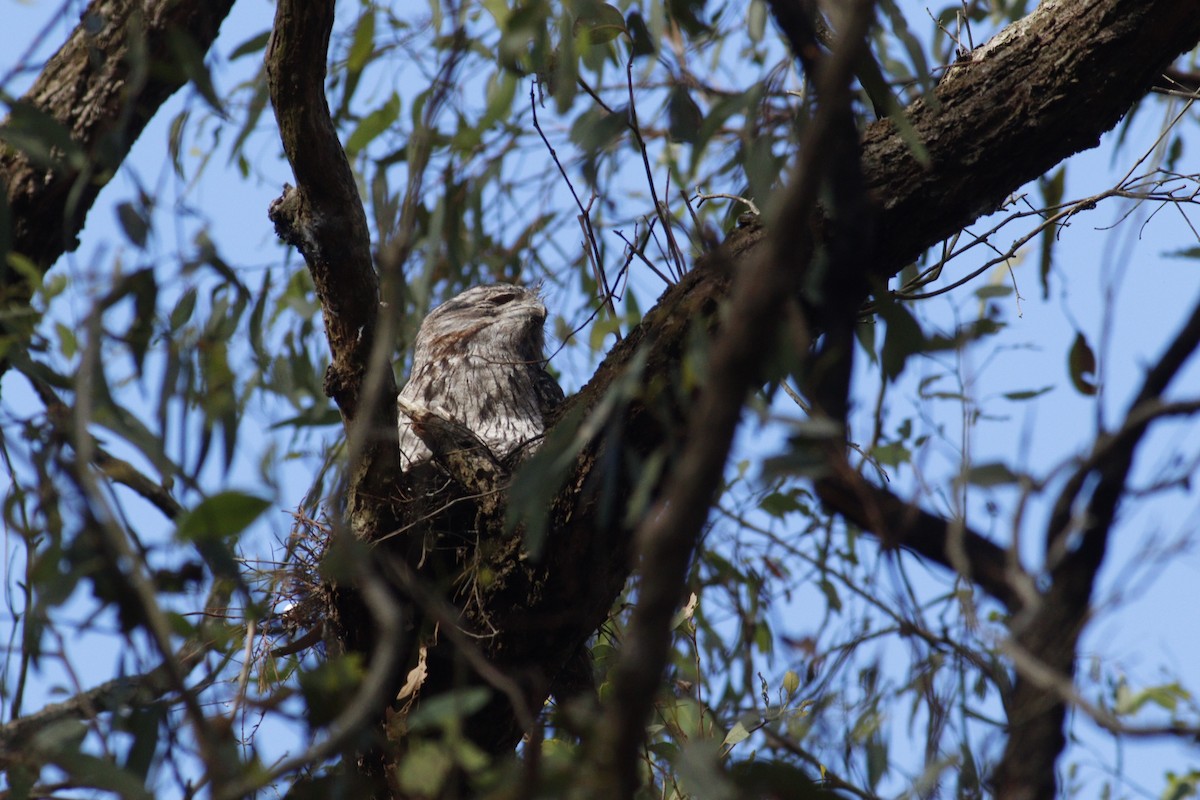 Tawny Frogmouth - ML646165879