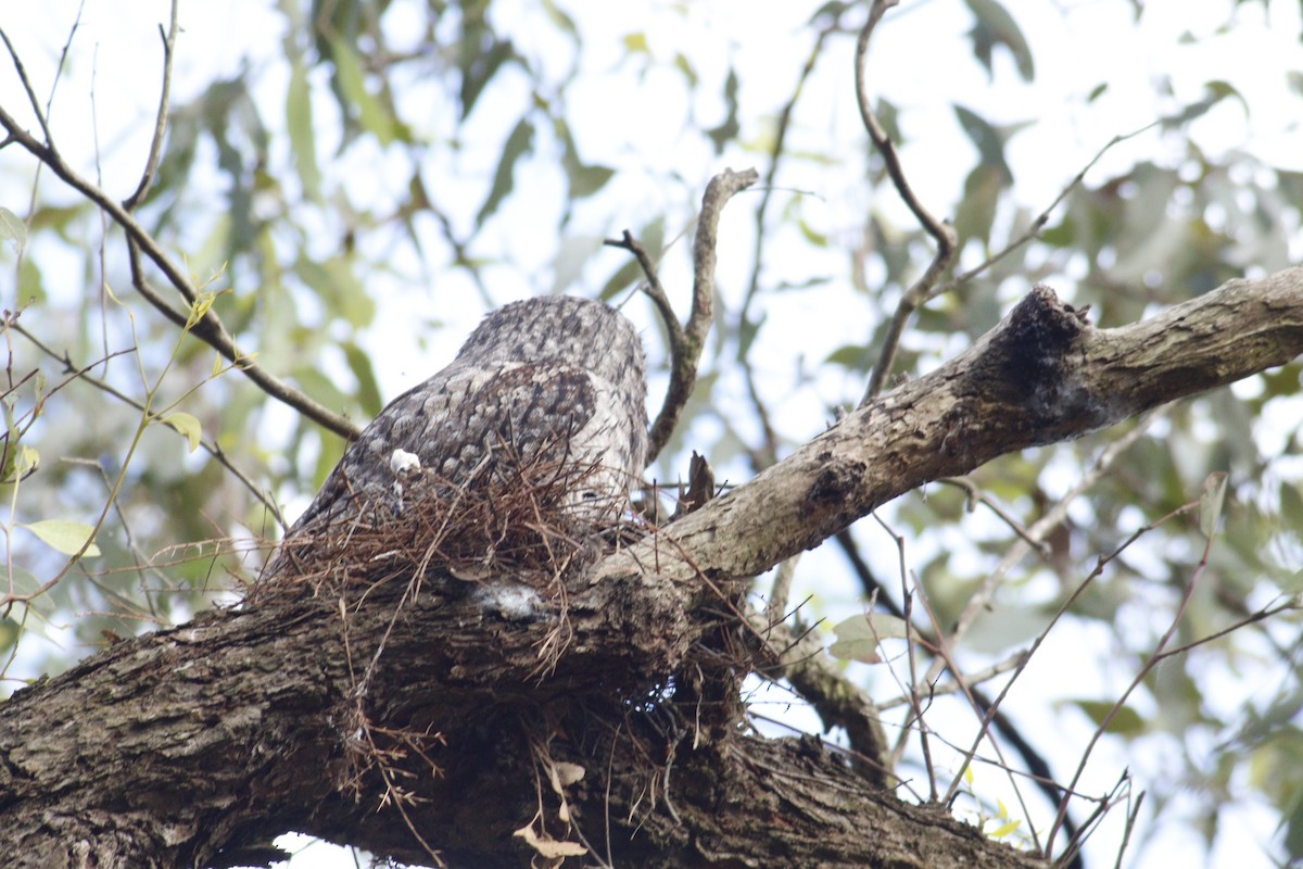 Tawny Frogmouth - ML646165880