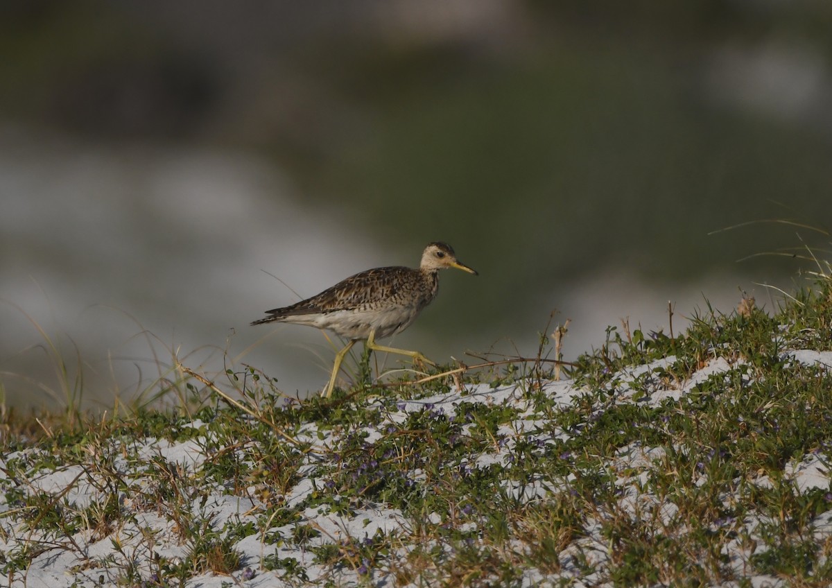 Upland Sandpiper - ML646165893